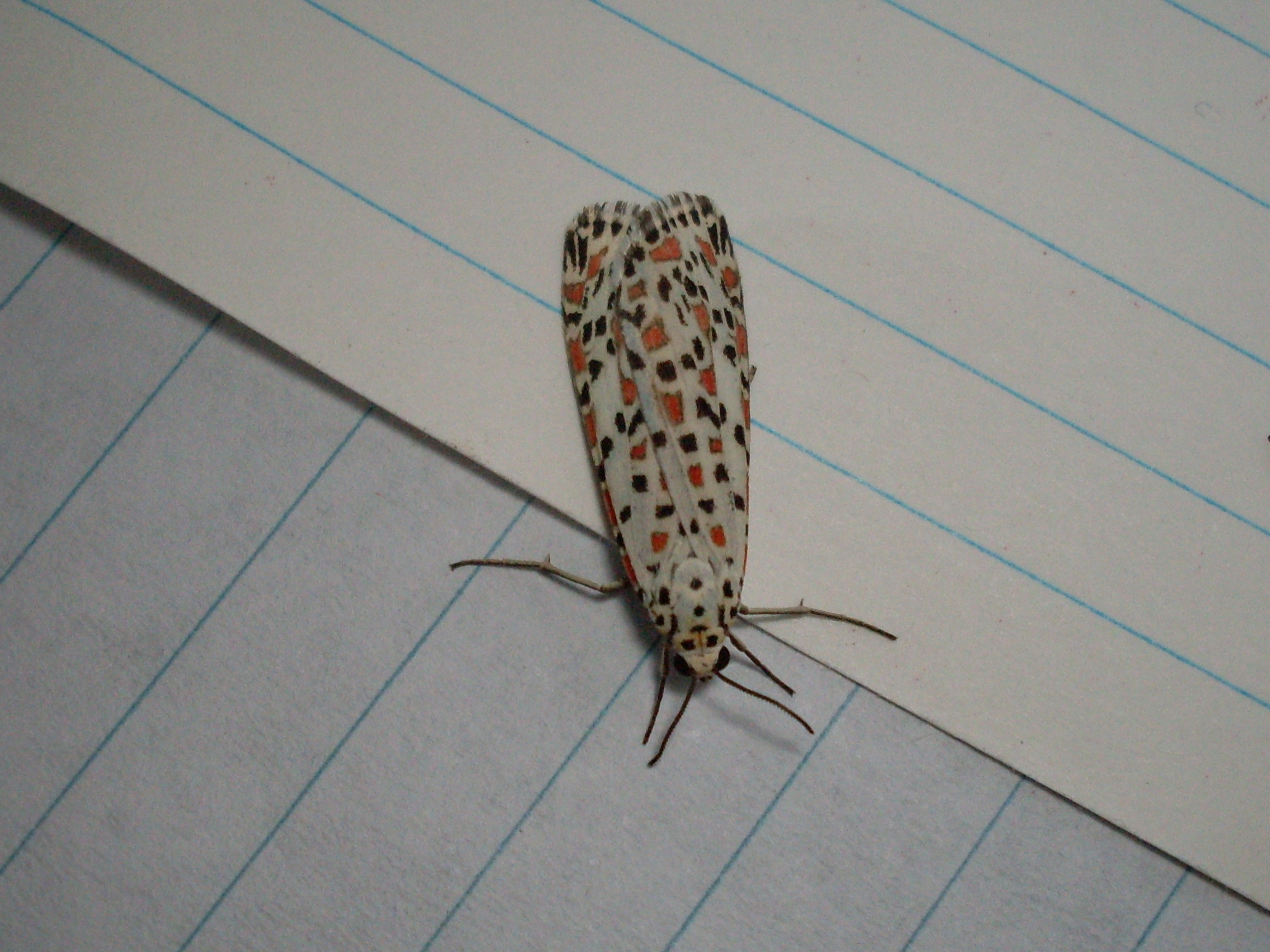 a erfly is sitting on top of a piece of paper