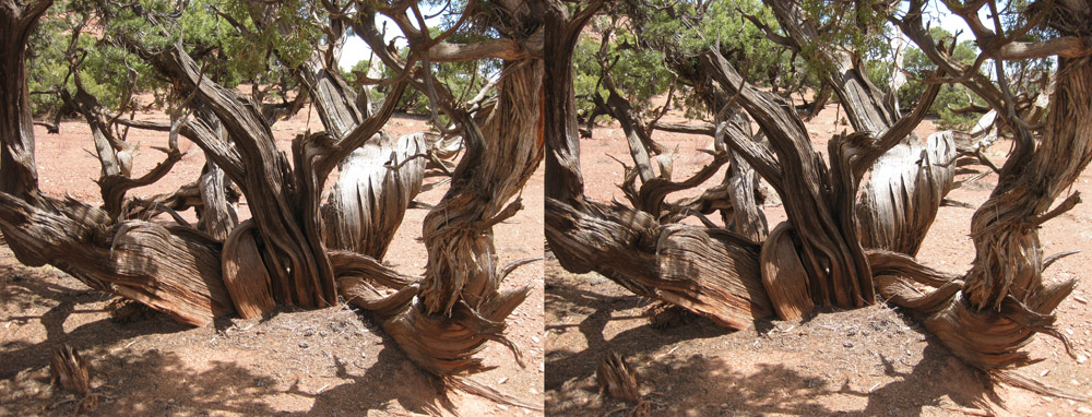 double exposure images showing old tree nches in arid area