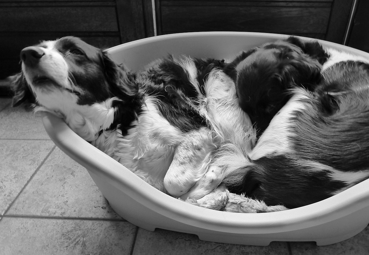 the puppies are laying in a bowl