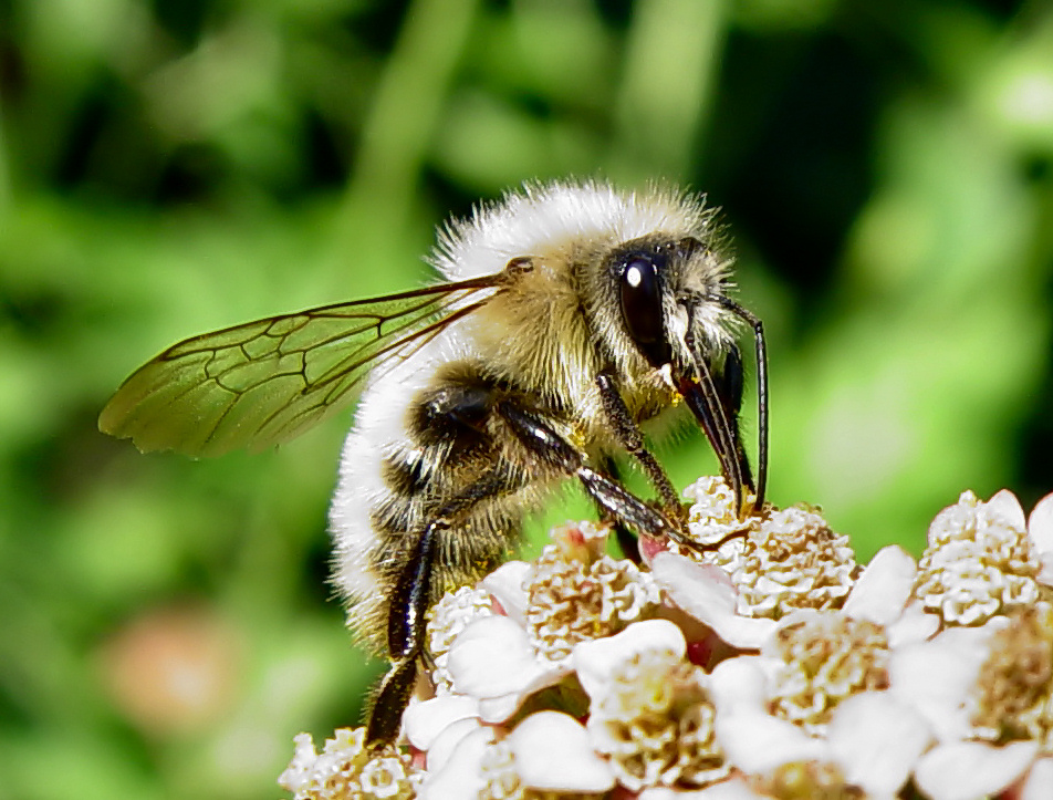 a close up view of a fly sitting on a flower