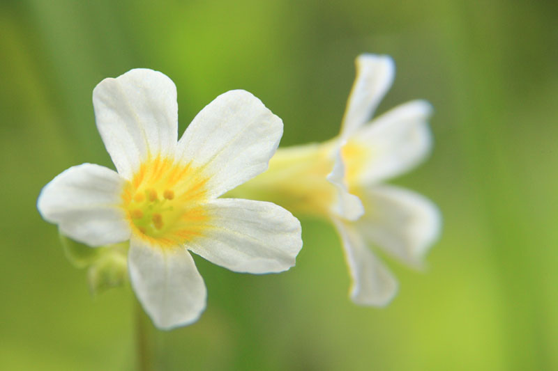 the small flower is very big and beautiful