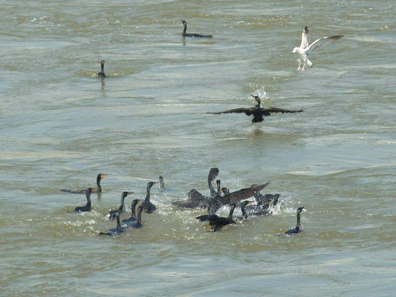 several birds in the water with many geese around