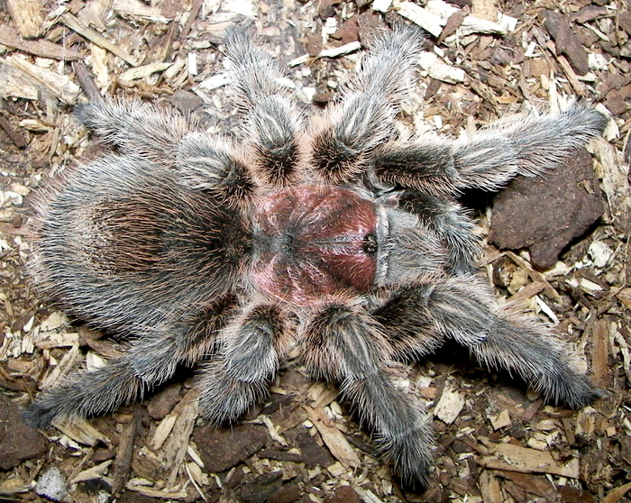 a large gray spider laying on top of mulch