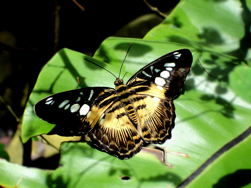 a erfly sits on a green leaf