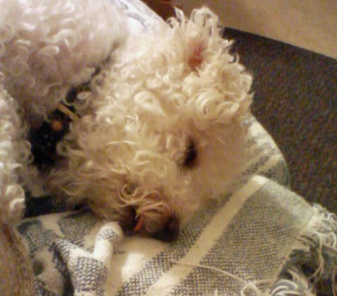 the small white dog is curled up in the blanket