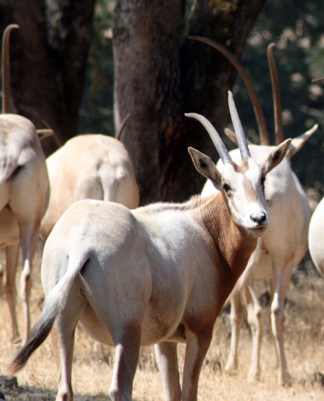 a herd of animals standing in a forest