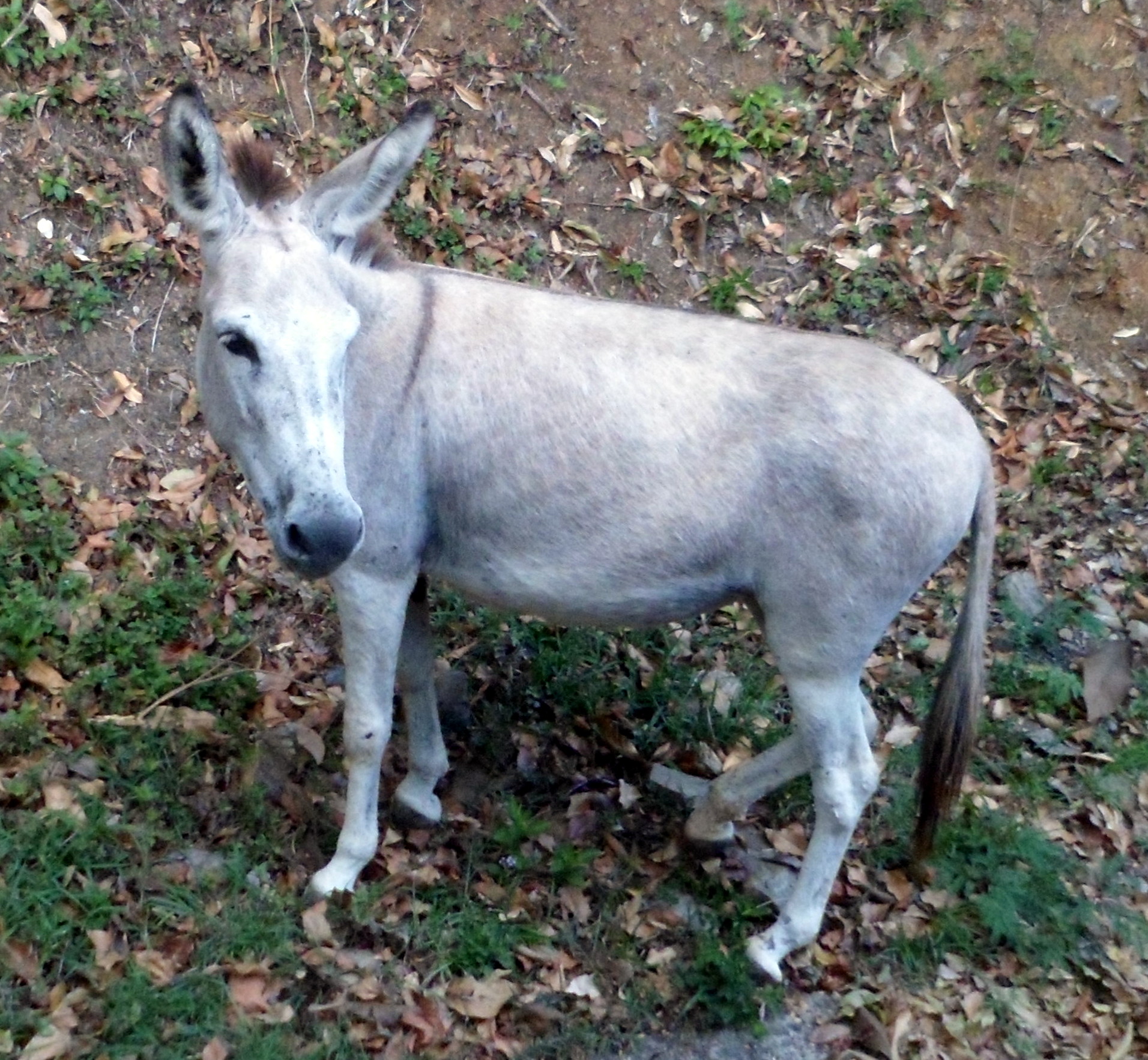 a shaved donkey with an orange nose and long tail