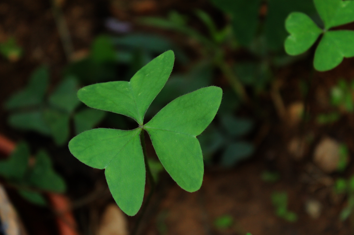 three leaf clover shaped plant in closeup view