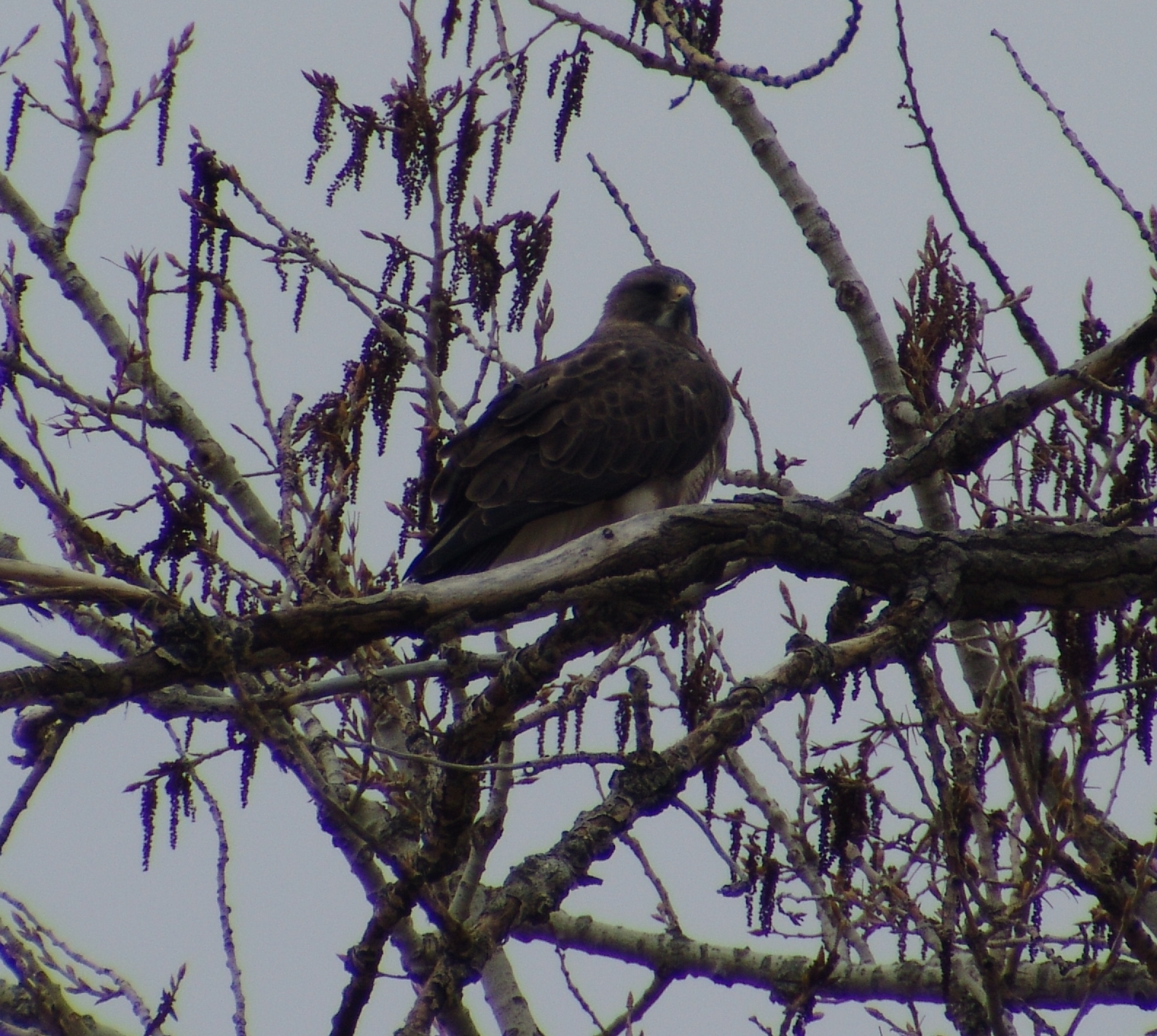 this is an eagle sitting in the nches of a tree