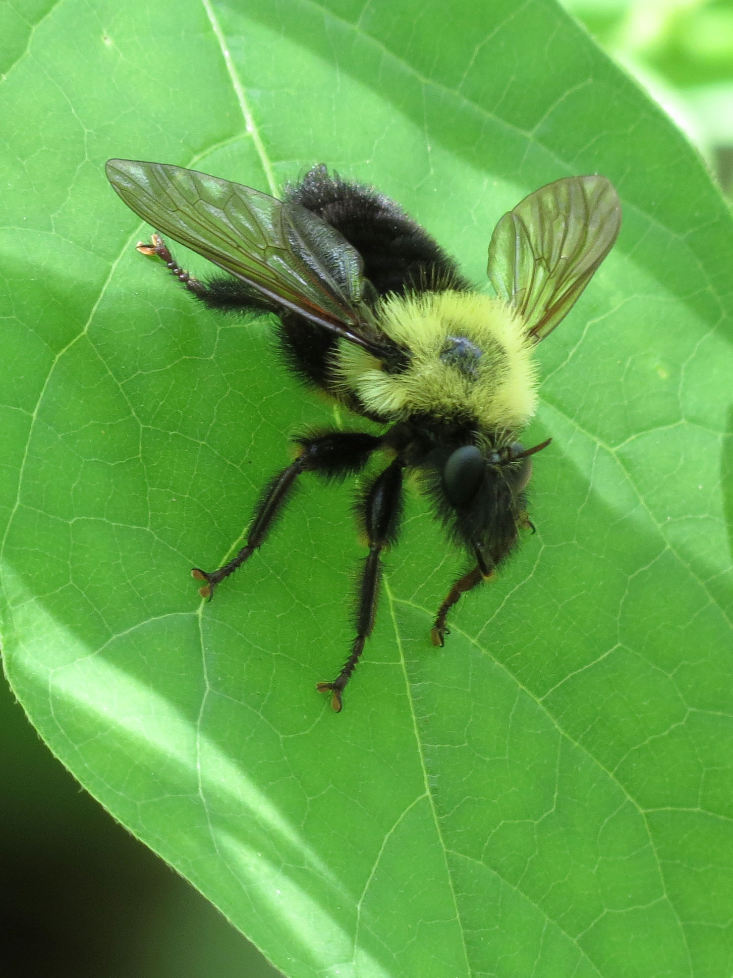 a large yellow black and yellow bee on a green leaf