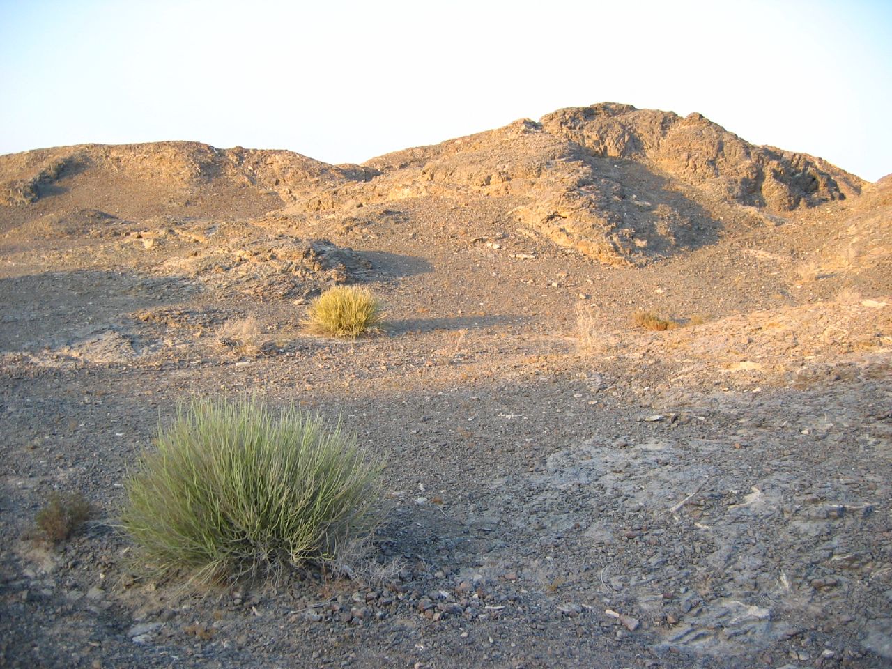 some plants sitting in the desert with large mountains