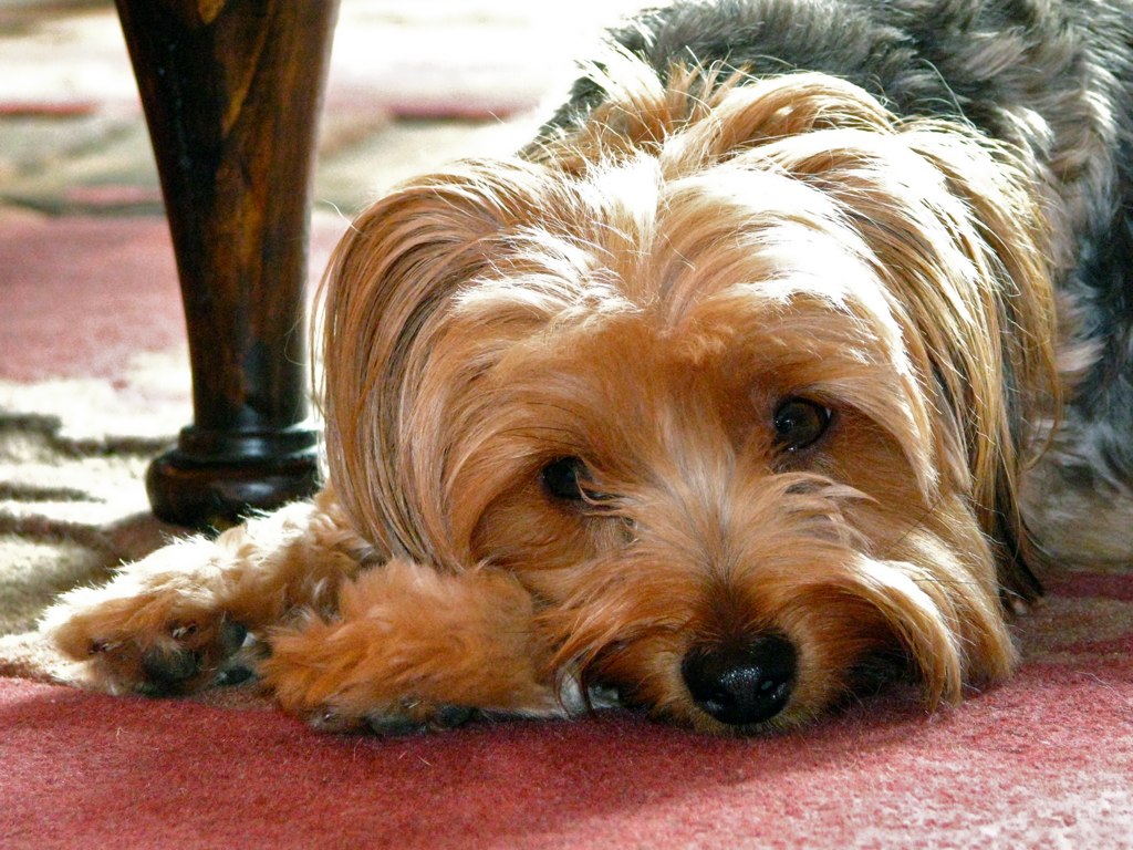 a gy brown dog lays on the carpet by a table