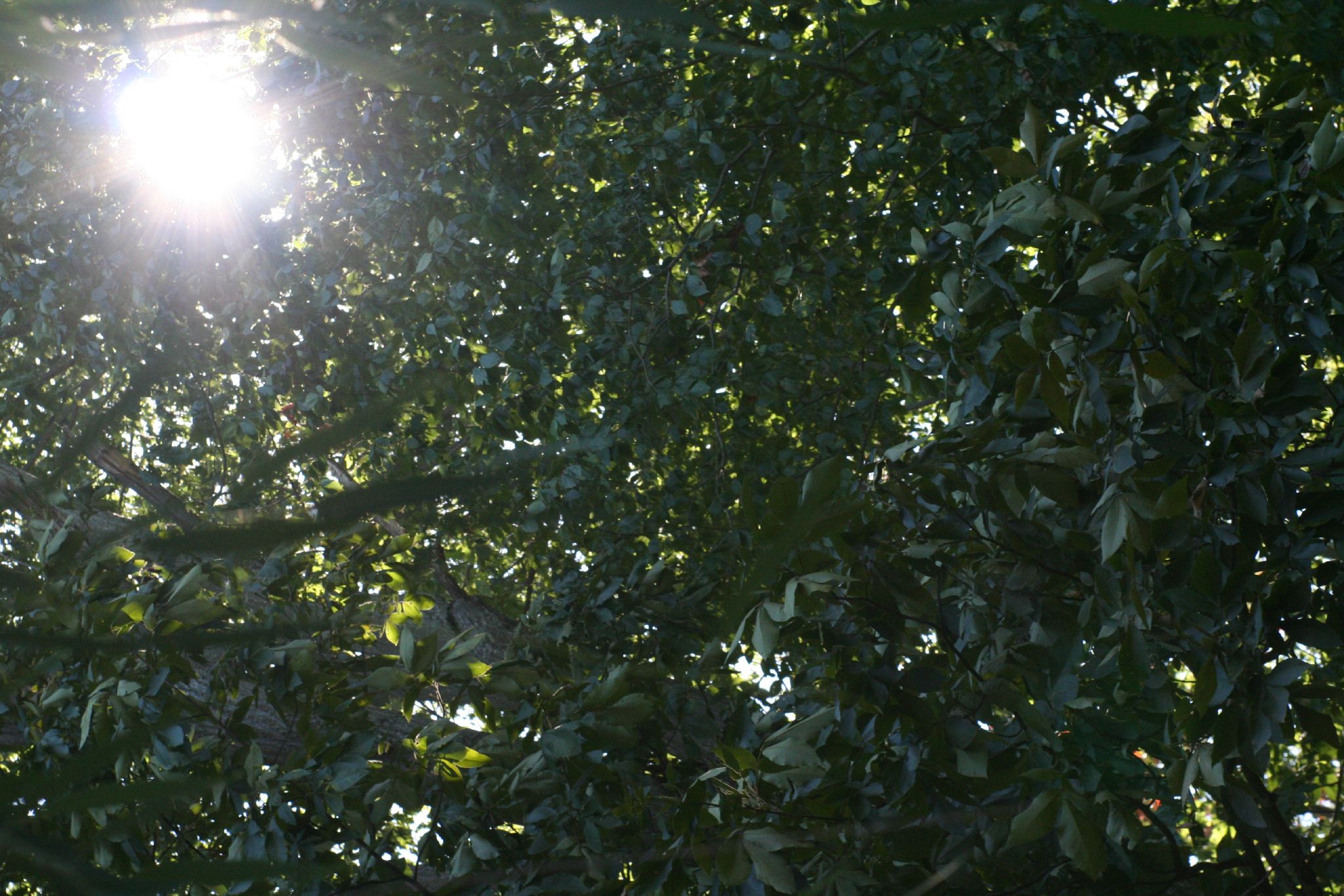 a bird sitting in a tree nch at the sunlight