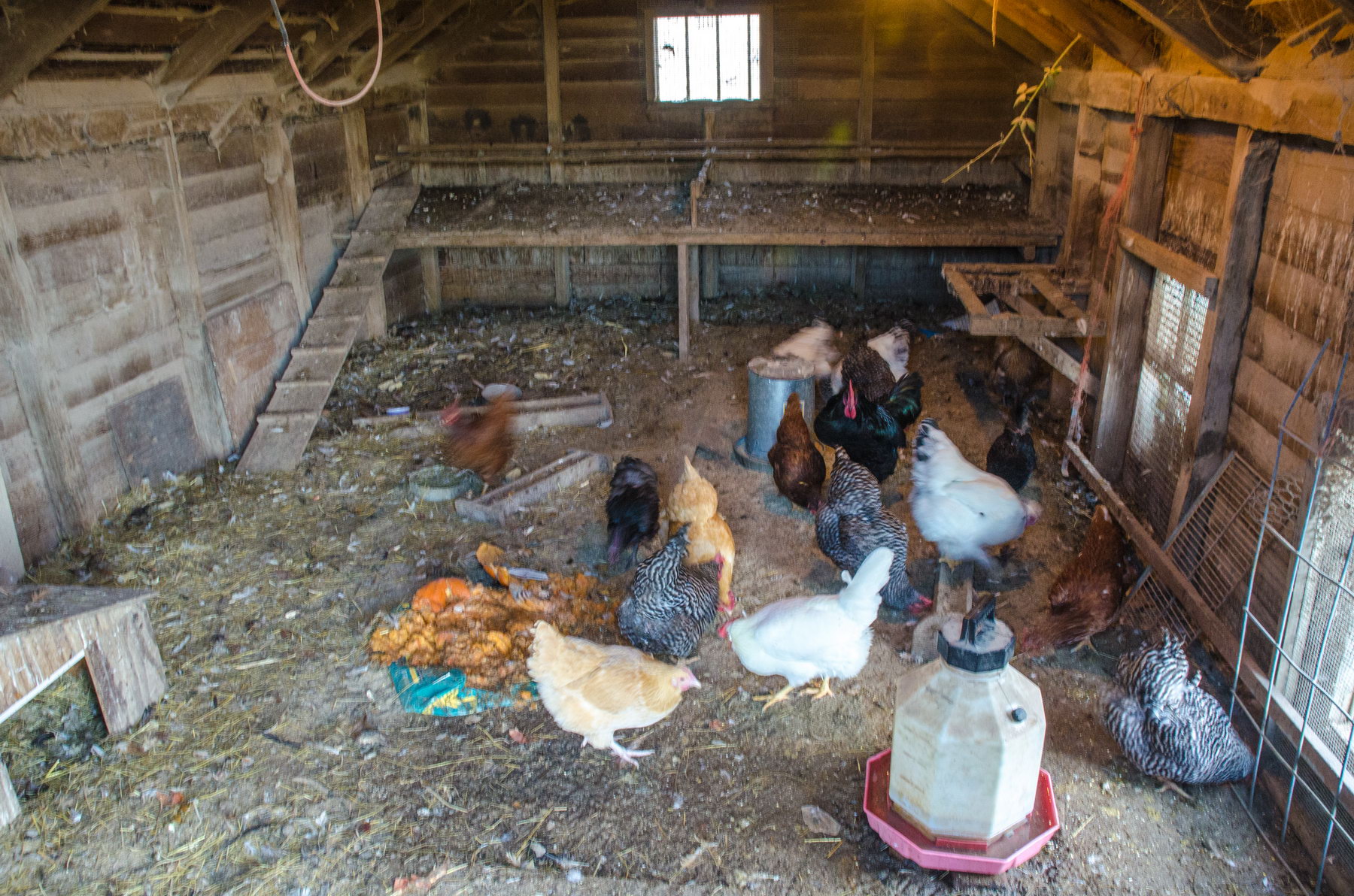 many chickens on an indoor hen coop together