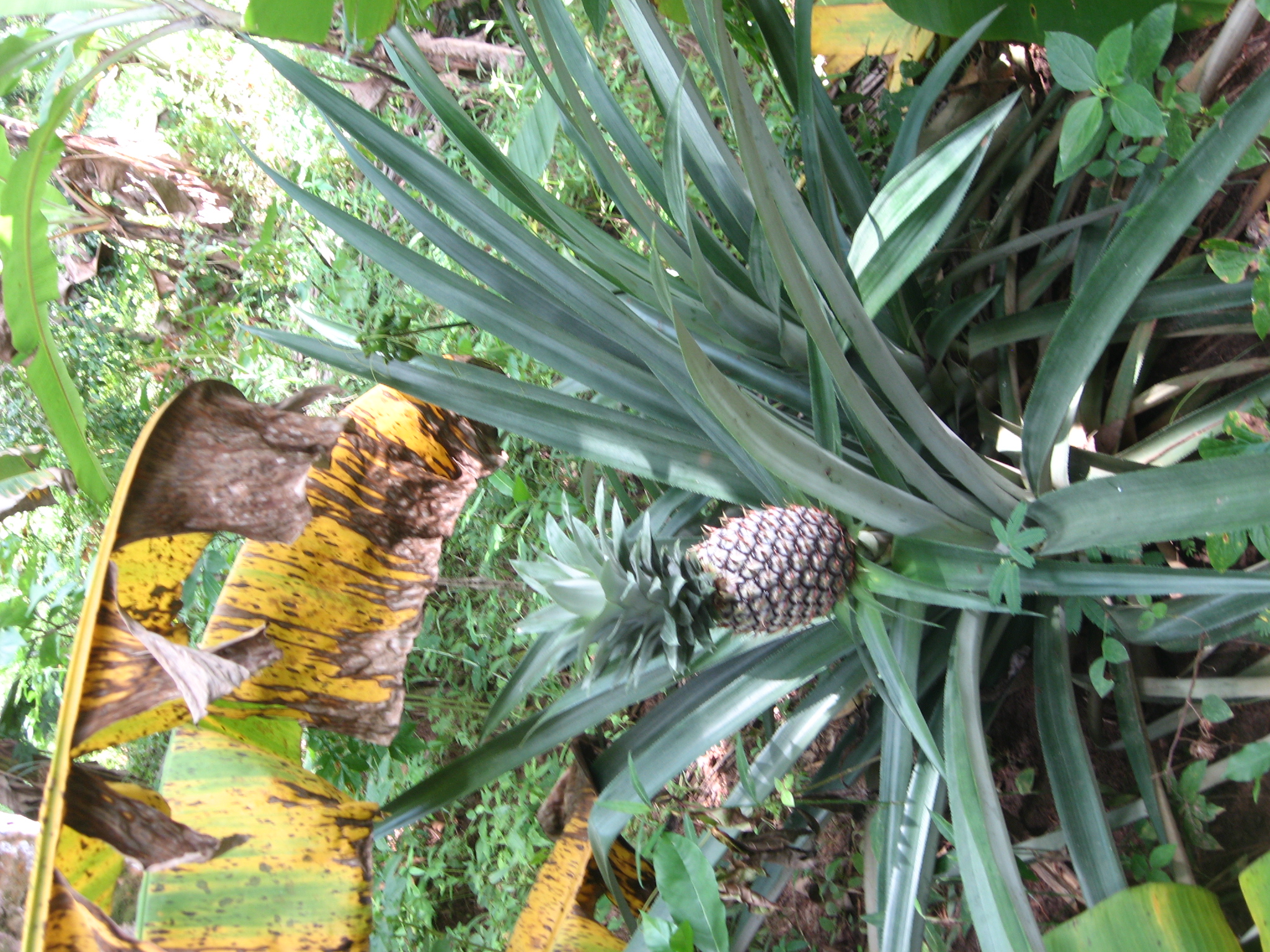 a small pineapple surrounded by plants and dirt