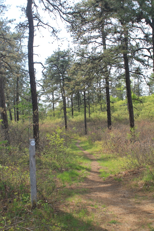 a path in the woods with trees and shrubs