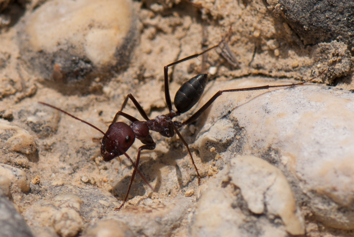 two ants walking on rocks with dirt and rocks