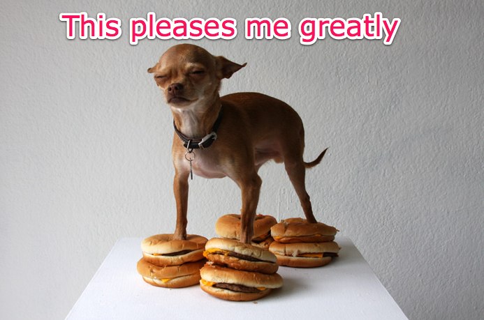 a dog is standing on a shelf next to sandwiches