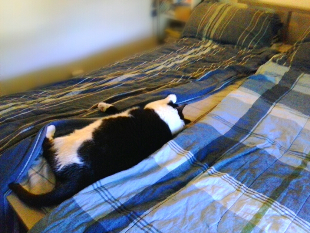 a black and white cat laying in a bed