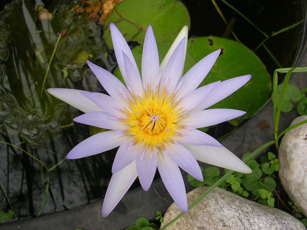 a large purple flower sitting on top of a stone