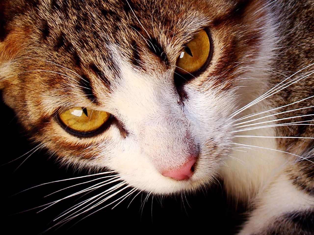 a brown cat with white whiskers and yellow eyes