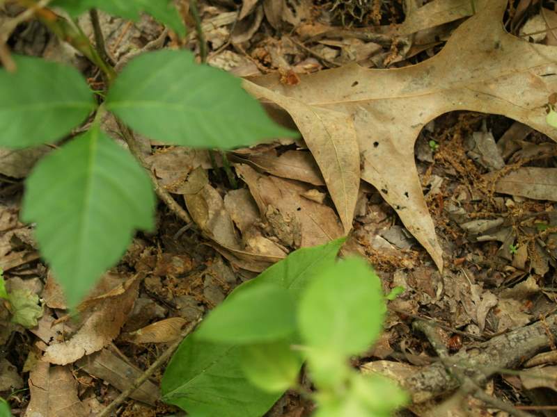 leaves on the ground next to green plants