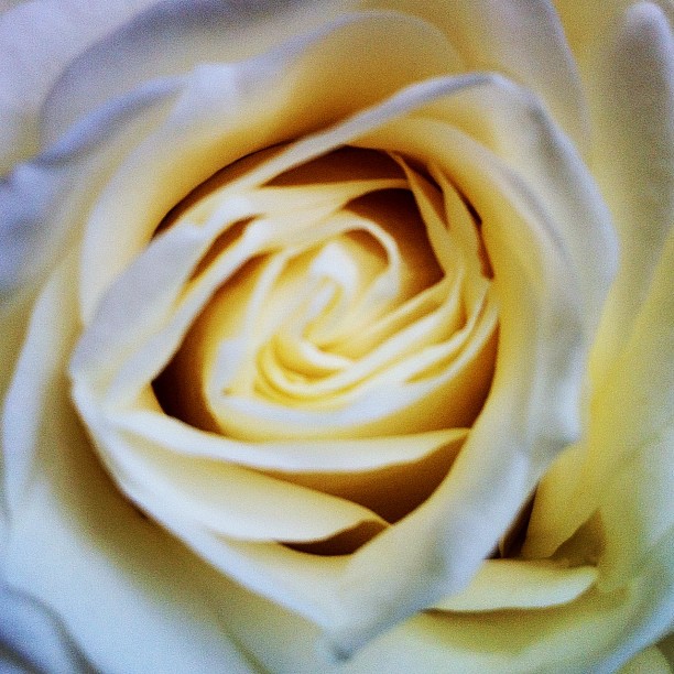 the inside of a white rose
