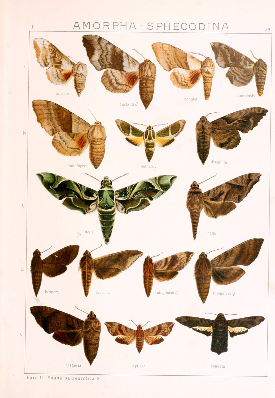 moths that have different colored wings