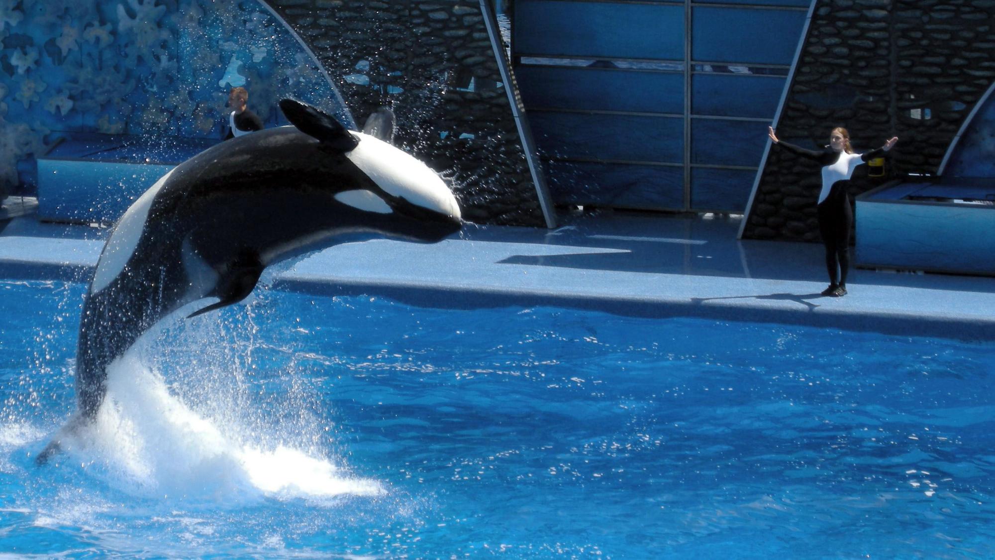 an orca jumping out of the water with another person