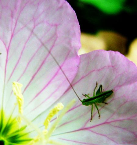 a bug sits on a flower in a plant