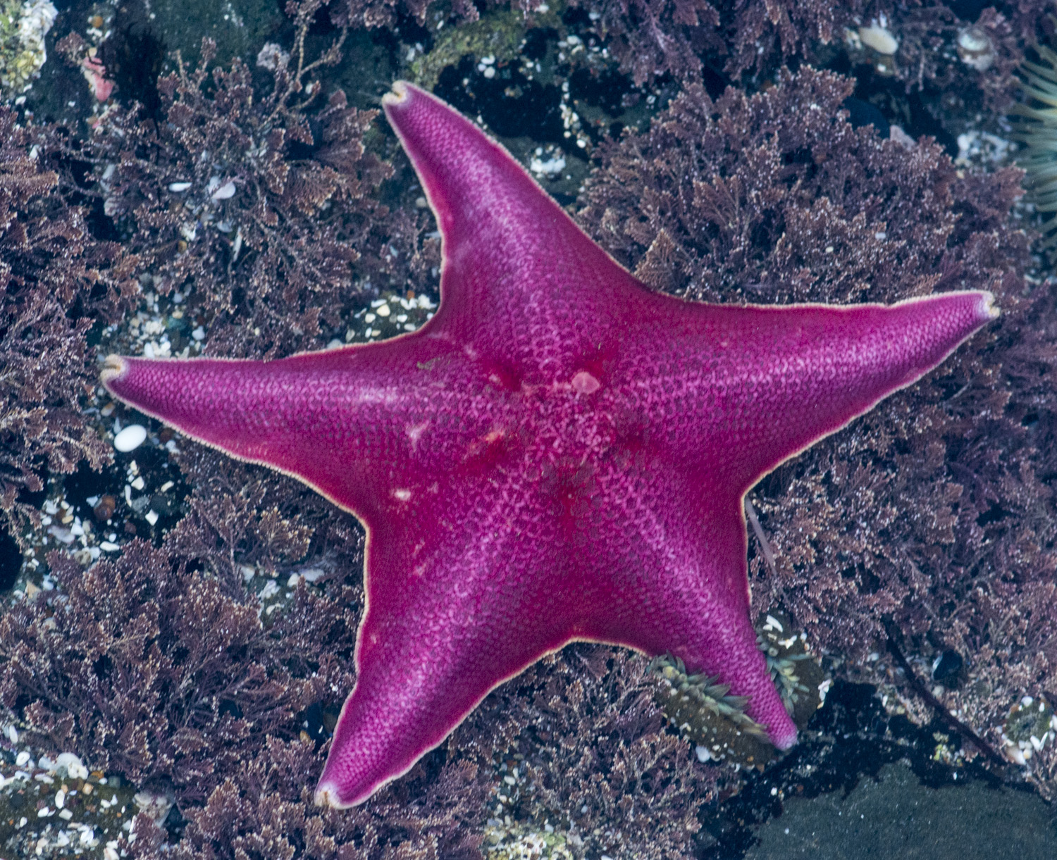 a purple starfish in an underwater scene near the seaweed