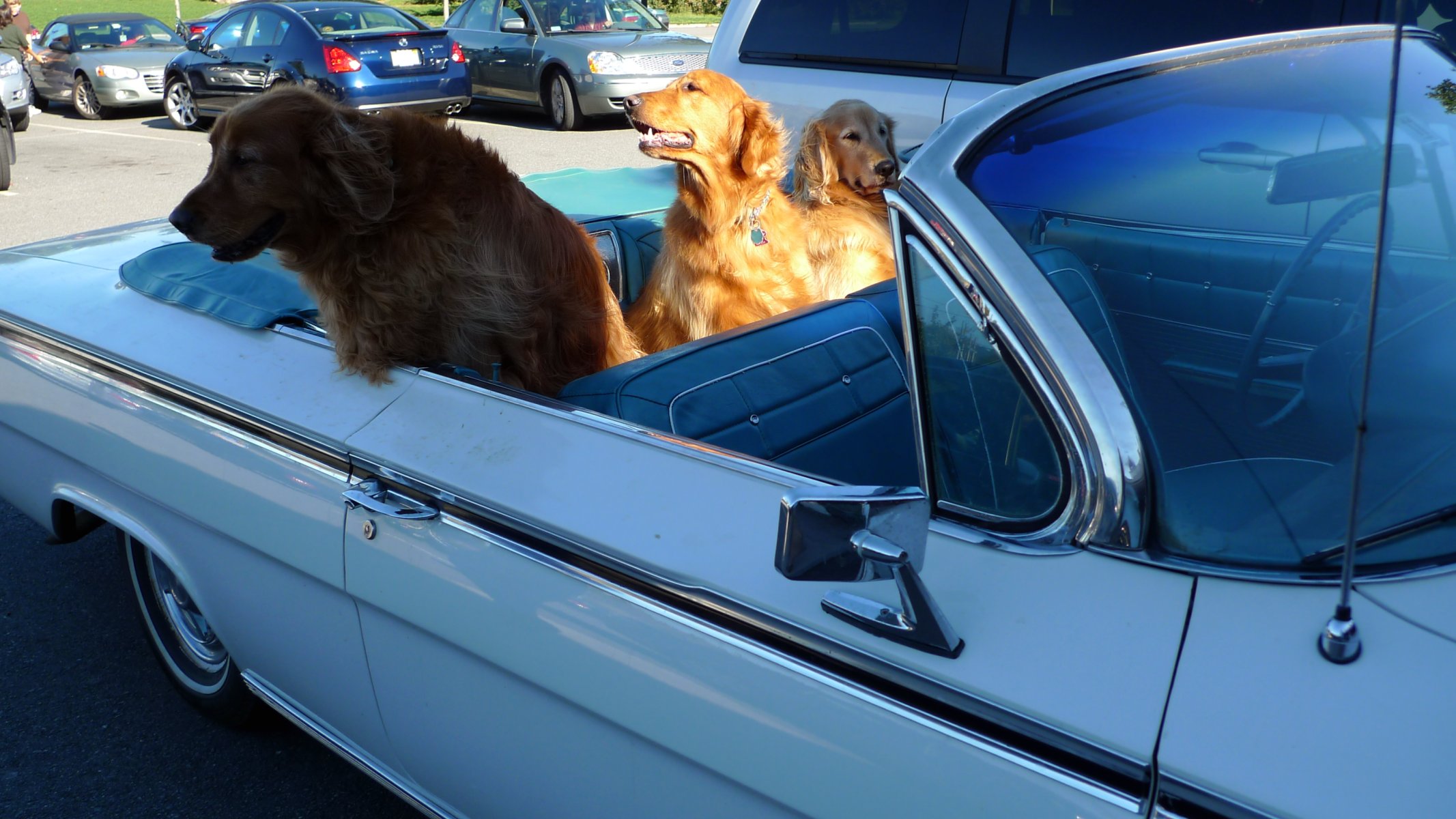 dogs in the back of a car and cars driving