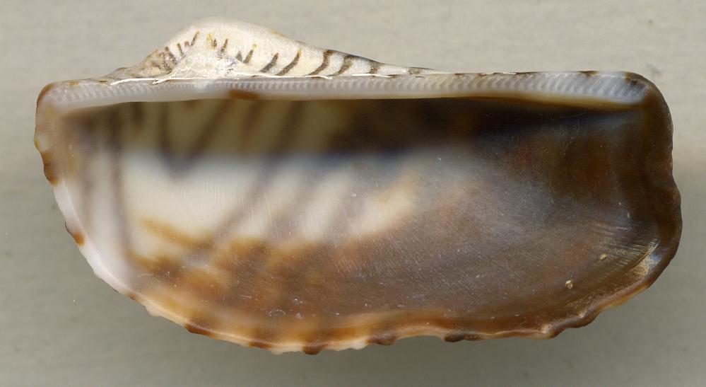 a cowrie with a large white shell