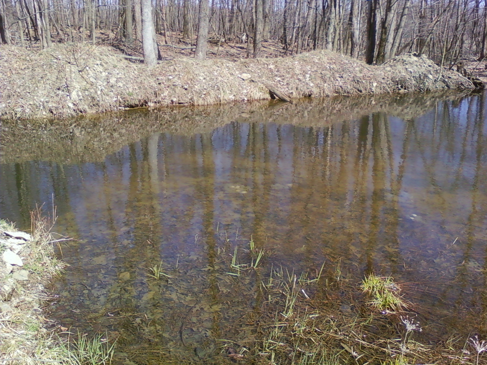 the water reflects bright light in the foreground and onlookers observe the background of trees