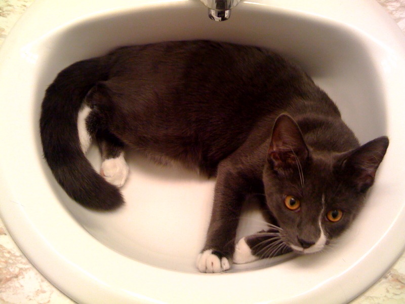 a gray cat laying inside of a bathroom sink