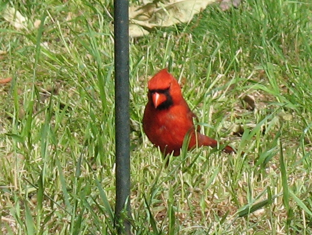 red bird sitting in grass next to fence post
