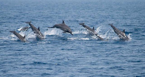 five dolphins jumping in the water on the ocean