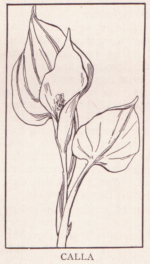 the flower is in an etching style
