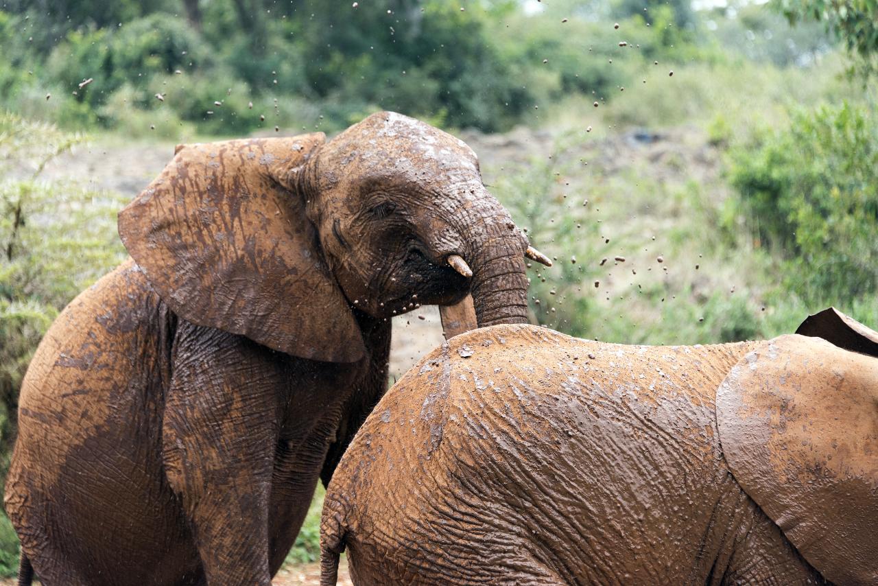 some very cute elephants playing with each other