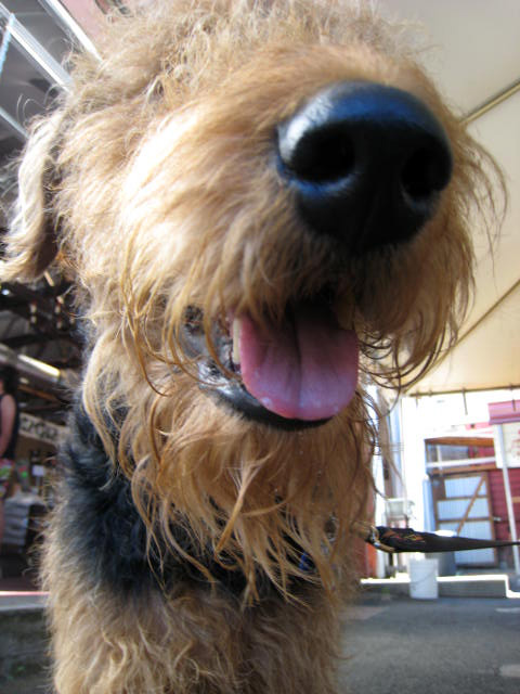 a very cute brown dog with its tongue hanging out