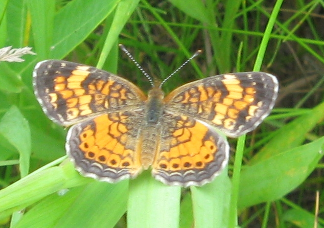 a closeup po of a erfly sitting on the edge of a plant