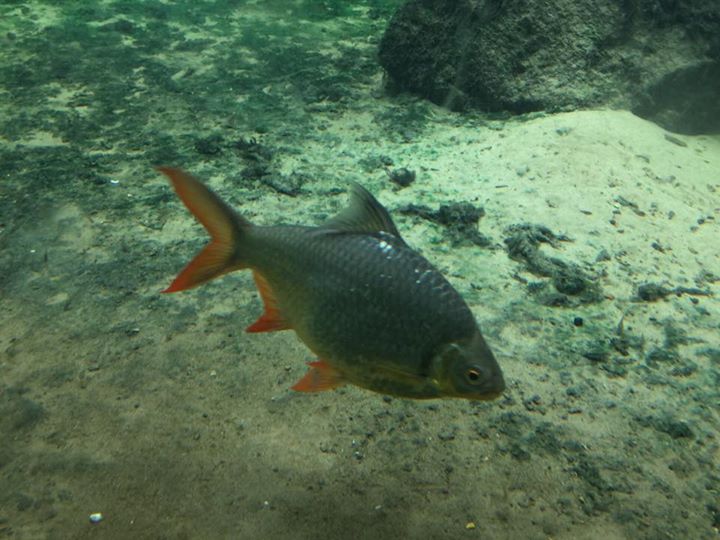 fish swimming in water next to dirt and rocks