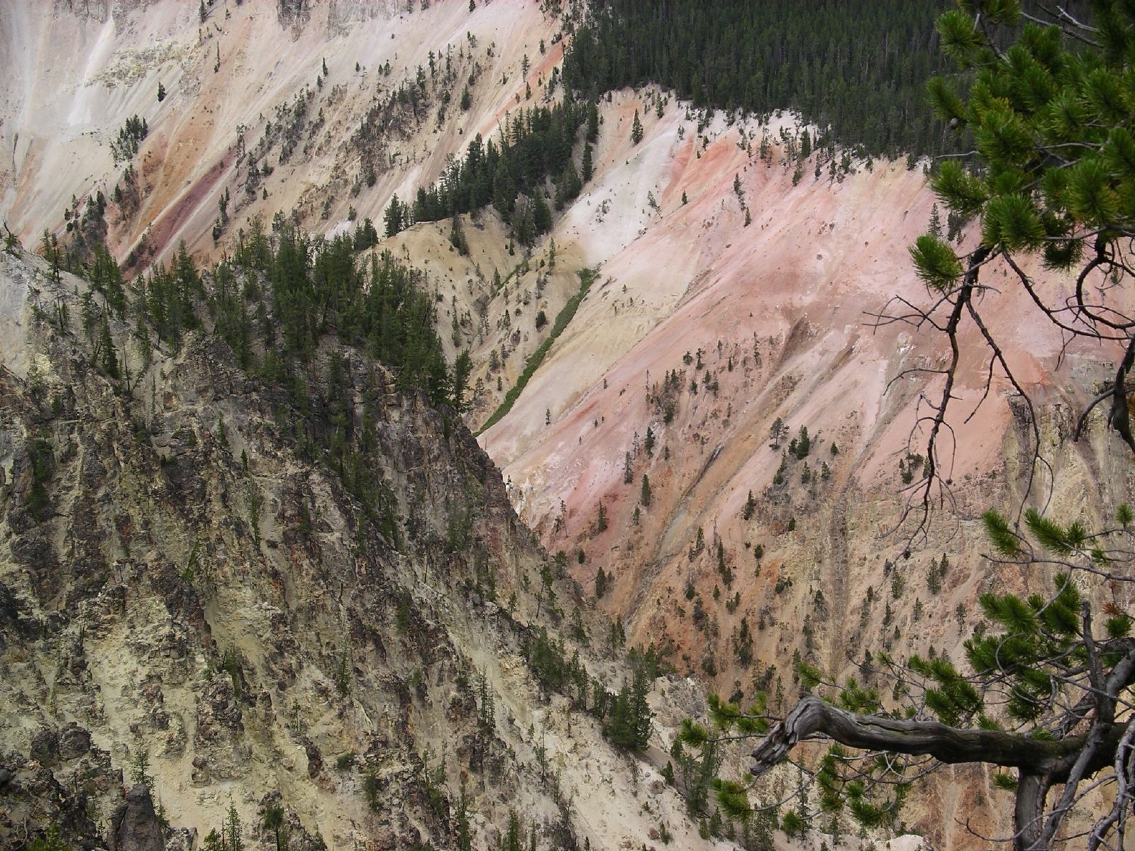 a barren valley with dead tree limbs and tall mountain sides