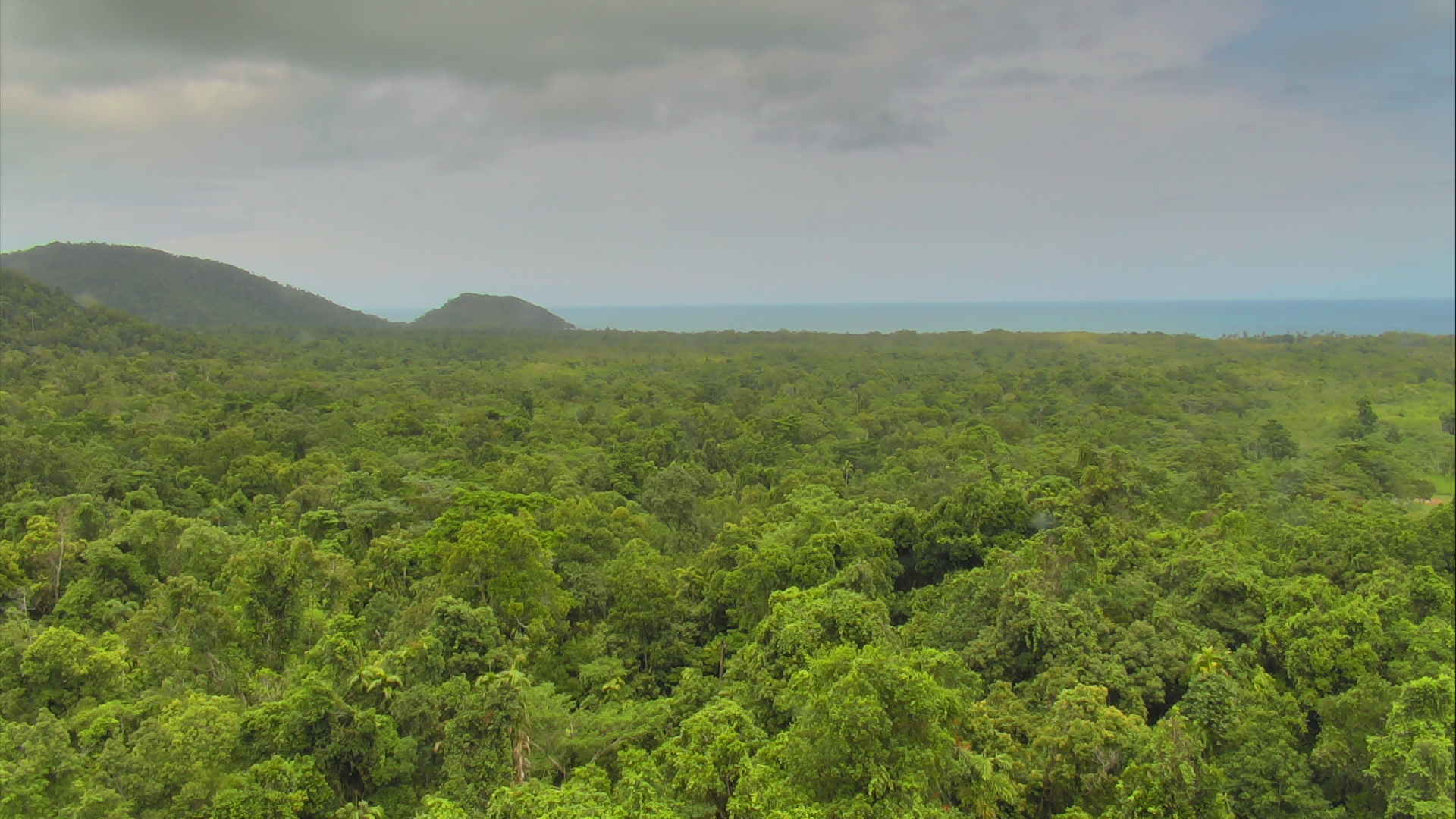 an aerial view of a forest with a mountains in the background