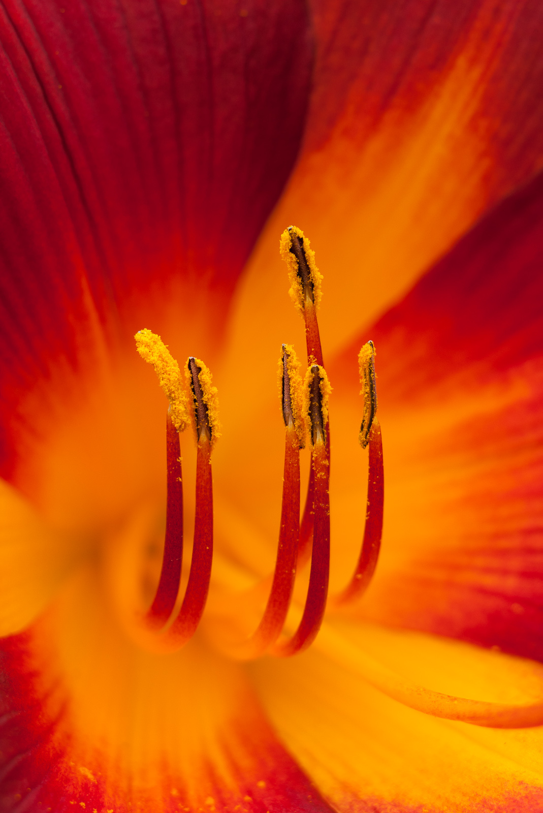 the inside of a large flower with red and yellow petals