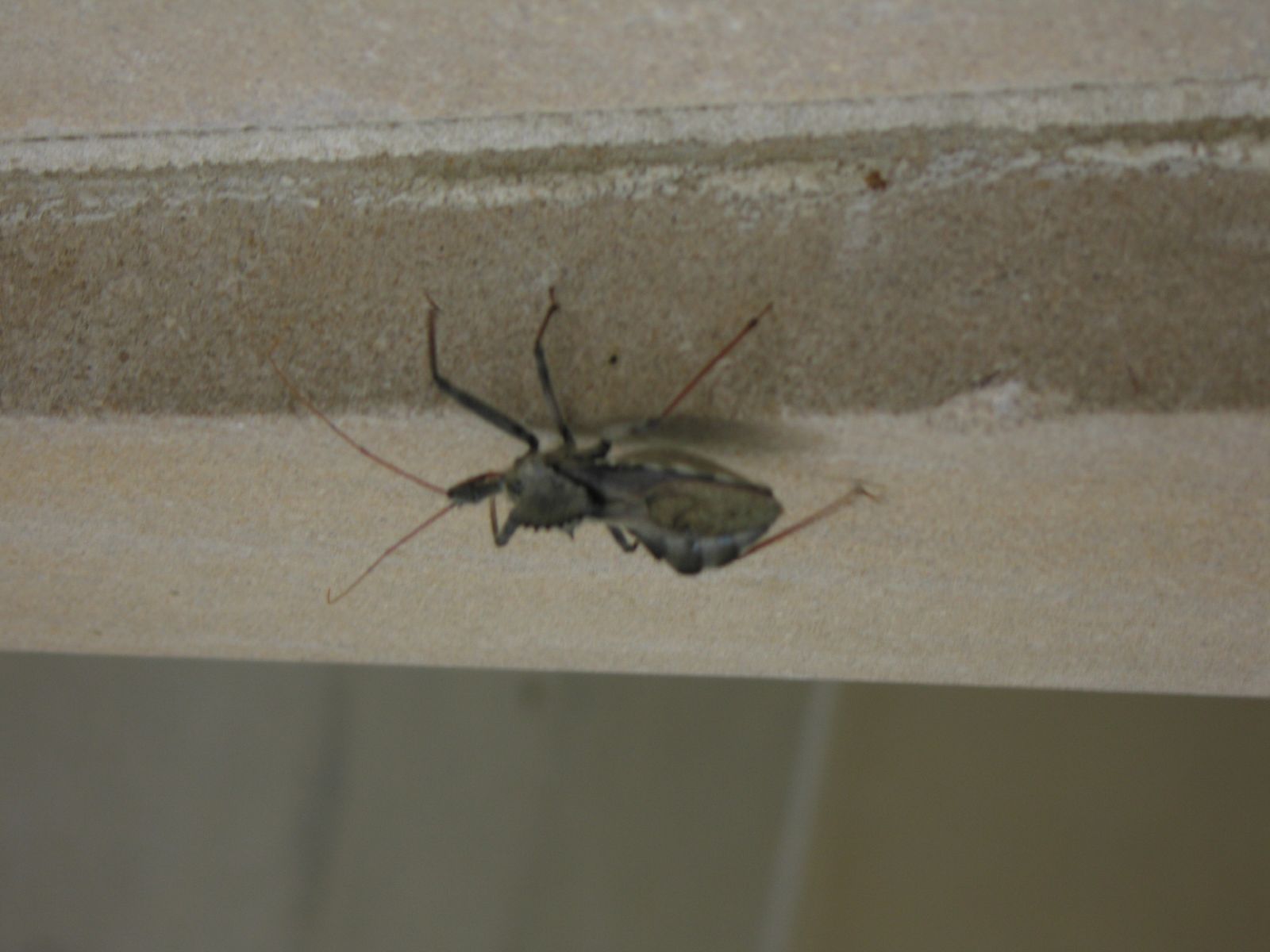 a bug that is sitting on the side of a wall
