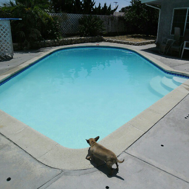 a small dog is standing at the edge of a pool