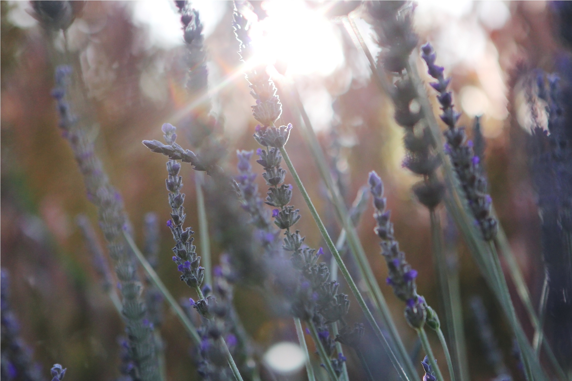 a picture of lavender flowers at sunset with the sun behind them