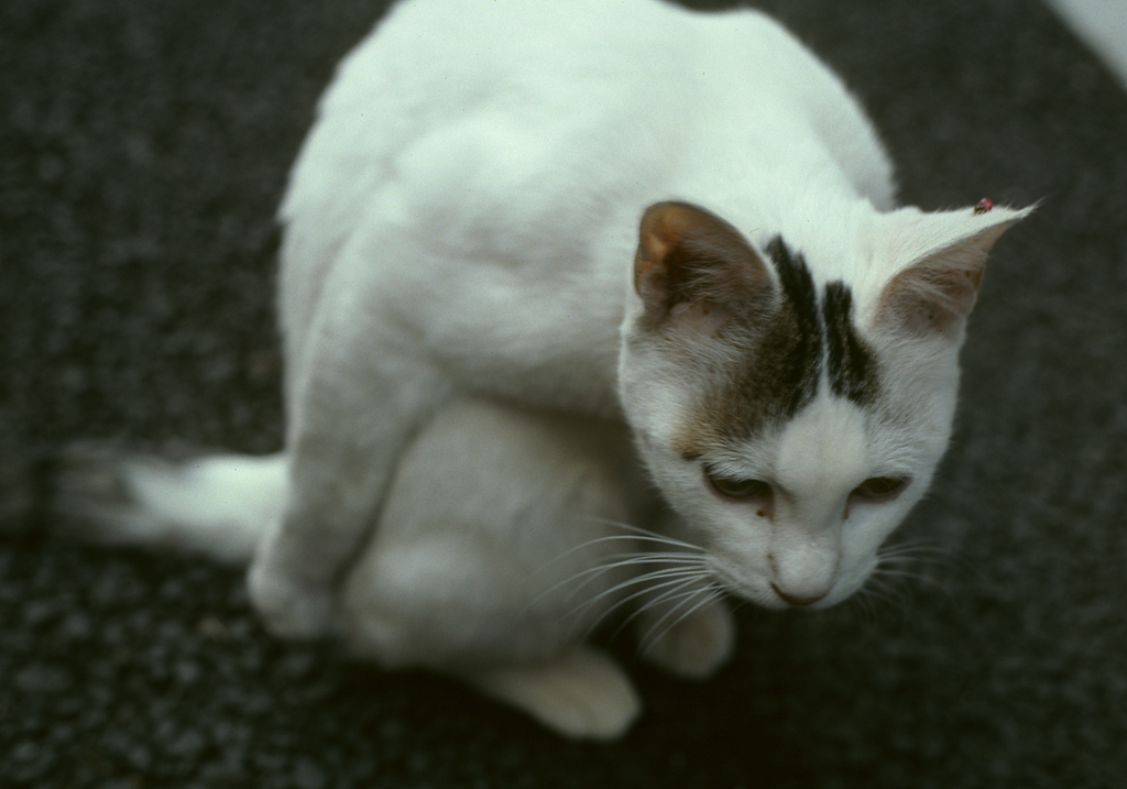 a white cat sits on the ground looking down