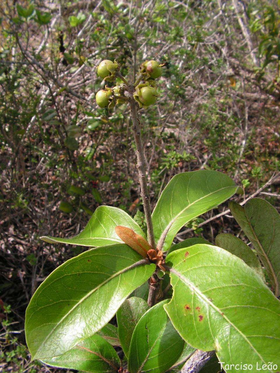 a green plant with several buds hanging from it